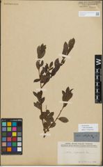 Foto von Salix myrsinifolia Salisb.